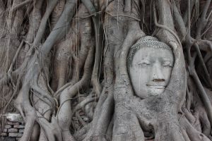 ayutthaya, buddha, roots